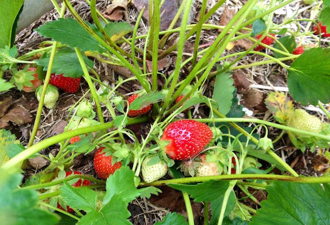 Fresas en Connecticut