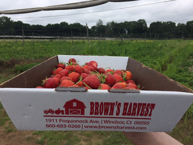 fresas en connecticut