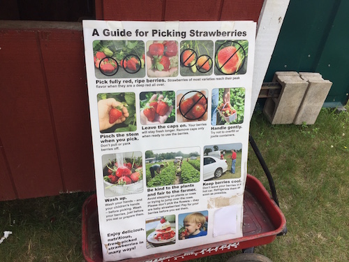 recoger fresas de verano connecticut