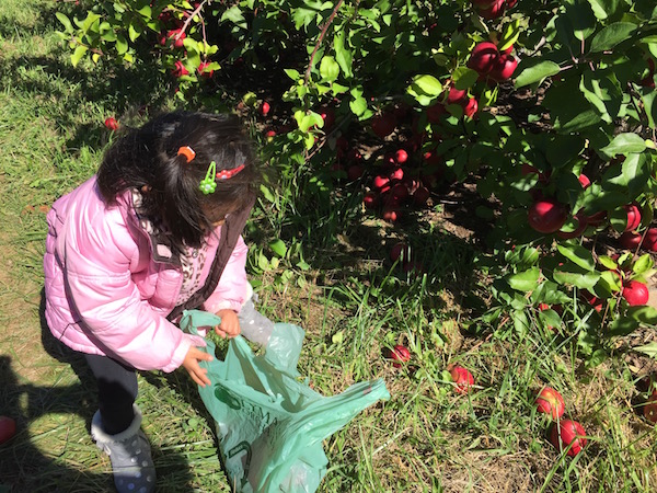 Recoger Manzanas Lyman Orchards Connecticut