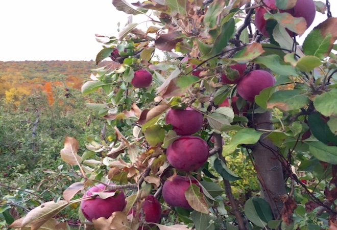 lugares para vivistar connecticut Manzanas-Connecticut