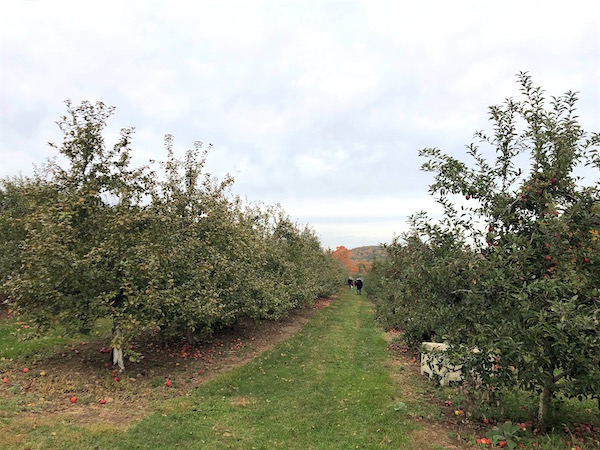 manzanas en connecticut